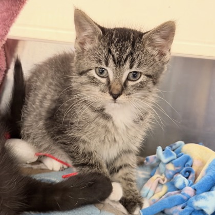 Shelter Stray Female Cat last seen Near Carling Drive, Madison 10, City of, WI, 5132 Voges Rd, Madison, WI 53718, USA