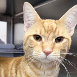 Shelter Stray Male Cat last seen Village Lane, Madison 17, City of, WI, 5132 Voges Rd, Madison, WI 53718, USA