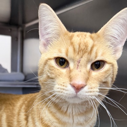 Shelter Stray Male Cat last seen Village Lane, Madison 17, City of, WI, 5132 Voges Rd, Madison, WI 53718, USA
