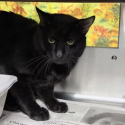 Shelter Stray Male Cat last seen Reiner Road and HWY 151, Sun Prairie, City of, WI, 5132 Voges Rd, Madison, WI 53718, USA