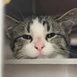Shelter Stray Male Cat last seen Near Block S Military Road, Dane, Town of, WI, 5132 Voges Rd, Madison, WI 53718, USA