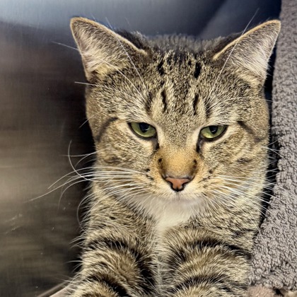 Shelter Stray Male Cat last seen Near Block South Hill Dr, Madison 11, City of, WI, 5132 Voges Rd, Madison, WI 53718, USA