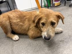 Shelter Stray Female Dog last seen N Trinity & W Belmount Ave, Kerman Zone Fresno CO 1A 93630, CA, 1510 W Dan Ronquillo Dr, Fresno, CA 93706, USA
