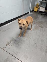Shelter Stray Male Dog last seen El Manto River Access & Ambassador Dr, Rancho Cordova, CA, 6201 Florin Perkins Rd, Sacramento, CA 95828, USA