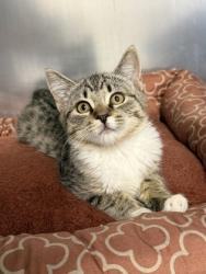 Shelter Stray Female Cat last seen Challis Cir & Tablona Pl, Roseville City, CA, 200 Tahoe Ave, Roseville, CA 95678, USA