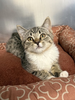 Shelter Stray Female Cat last seen Challis Cir & Tablona Pl, Roseville City, CA, 200 Tahoe Ave, Roseville, CA 95678, USA