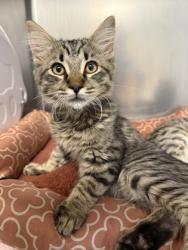 Shelter Stray Male Cat last seen Challis Cir & Tablona Pl, Roseville City, CA, 200 Tahoe Ave, Roseville, CA 95678, USA