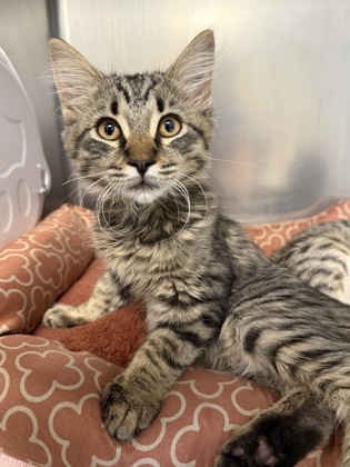 Shelter Stray Male Cat last seen Challis Cir & Tablona Pl, Roseville City, CA, 200 Tahoe Ave, Roseville, CA 95678, USA