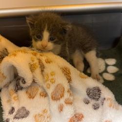 Shelter Stray Male Cat last seen Lee/Dotton Ave, SAN LEANDRO, CA, 94577, 8323 Baldwin St, Oakland, CA 94621, USA