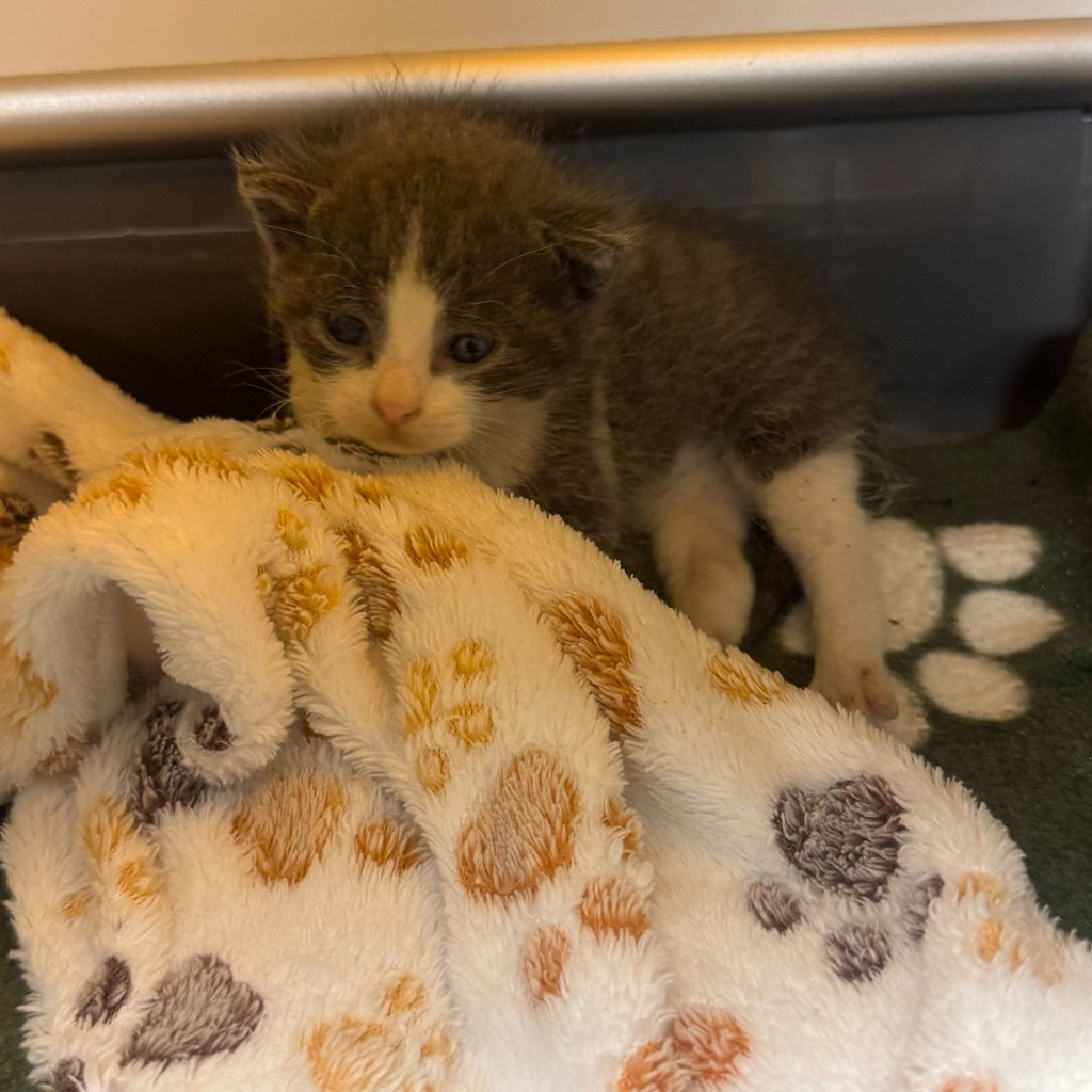 Shelter Stray Male Cat last seen Lee/Dotton Ave, SAN LEANDRO, CA, 94577, 8323 Baldwin St, Oakland, CA 94621, USA