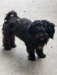 Reunited Male Dog last seen Susan Dr, Arlington, TX 76010, USA, Arlington, TX 76010