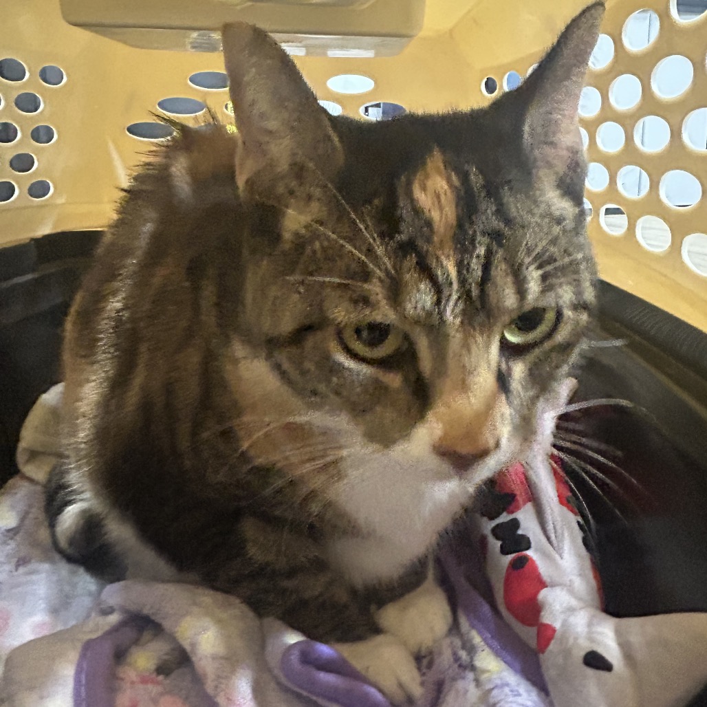 Shelter Stray Female Cat last seen , 124 Evergreen Ave, Newark, NJ 07114, USA
