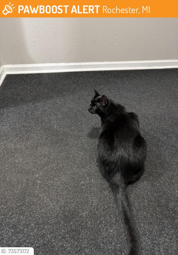 Found/Stray Unknown Cat last seen Near Wilcox St, Rochester, MI 48307