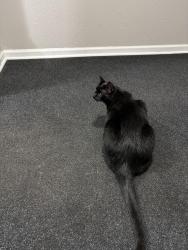 Found/Stray Unknown Cat last seen Near Wilcox St, Rochester, MI 48307