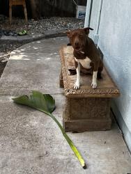 Reunited Female Dog last seen On Prewett Ranch Drive, Antioch, CA 94531