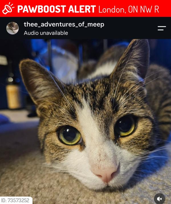 Lost Male Cat last seen Saskatoon st and Wavell, London, ON N5W 4R2