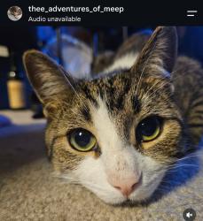 Lost Male Cat last seen Saskatoon st and Wavell, London, ON N5W 4R2