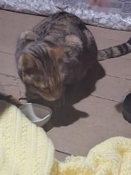 Found/Stray Unknown Cat last seen Corbin Ave, New Britain, CT 06053