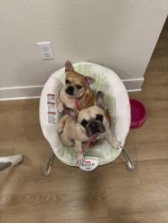 Lost Female Dog last seen Strack and cypresswood, Spring, TX 77379