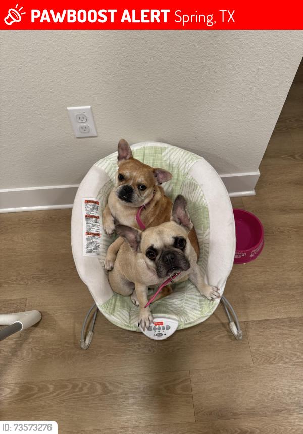 Lost Female Dog last seen Strack and cypresswood, Spring, TX 77379