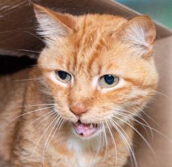 Shelter Stray Male Cat last seen DORCHESTER, 350 S Huntington Ave, Jamaica Plain, MA 02130, USA