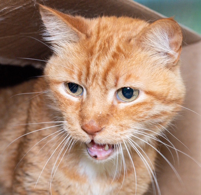Shelter Stray Male Cat last seen DORCHESTER, 350 S Huntington Ave, Jamaica Plain, MA 02130, USA