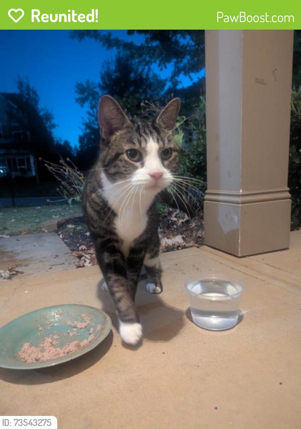 Reunited Unknown Cat last seen Hucks and Brown, Charlotte, NC 28269