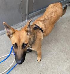 Shelter Stray Male Dog last seen NEASHAM CIR & CAPITOL MALL, 2127 Front St, Sacramento, CA 95818, USA