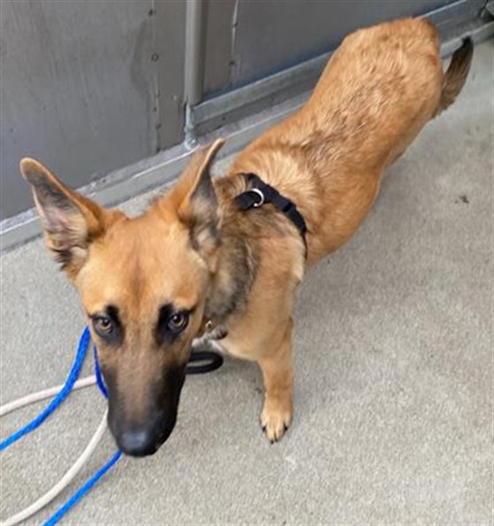 Shelter Stray Male Dog last seen NEASHAM CIR & CAPITOL MALL, 2127 Front St, Sacramento, CA 95818, USA