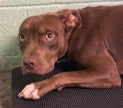 Shelter Stray Male Dog last seen J ST & 25TH ST, 2127 Front St, Sacramento, CA 95818, USA