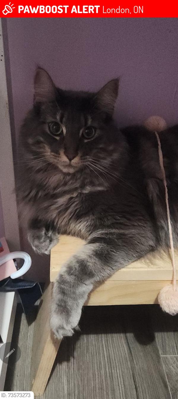 Lost Male Cat last seen Fanshawe park road, London, ON 