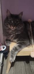 Lost Male Cat last seen Fanshawe park road, London, ON 