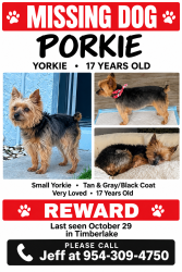 Lost Male Dog last seen Pine island griffin, Cooper City, FL 33328