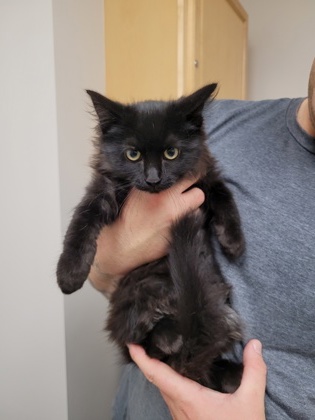 Shelter Stray Male Cat last seen Terra Blanca Way at Listan Way, Rancho Cordova, CA, 6201 Florin Perkins Rd, Sacramento, CA 95828, USA