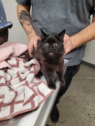 Shelter Stray Female Cat last seen Terra Blanca Way at Listan Way, Rancho Cordova, CA, 6201 Florin Perkins Rd, Sacramento, CA 95828, USA