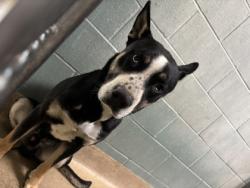 Shelter Stray Male Dog last seen park on 73rd Ave, Oakland,, 1101 29th Ave, Oakland, CA 94601, USA