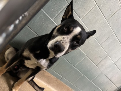 Shelter Stray Male Dog last seen park on 73rd Ave, Oakland,, 1101 29th Ave, Oakland, CA 94601, USA