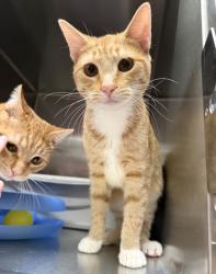 Shelter Stray Female Cat last seen Near International Ave, Oakland, CA, 1101 29th Ave, Oakland, CA 94601, USA