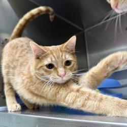 Shelter Stray Male Cat last seen Near International Ave, Oakland, CA, 1101 29th Ave, Oakland, CA 94601, USA