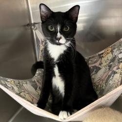 Shelter Stray Female Cat last seen Near International Ave, Oakland, CA, 1101 29th Ave, Oakland, CA 94601, USA