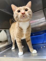Shelter Stray Male Cat last seen Near International Ave, Oakland, CA, 1101 29th Ave, Oakland, CA 94601, USA