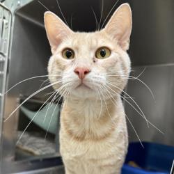 Shelter Stray Male Cat last seen Near International Ave, Oakland, CA, 1101 29th Ave, Oakland, CA 94601, USA