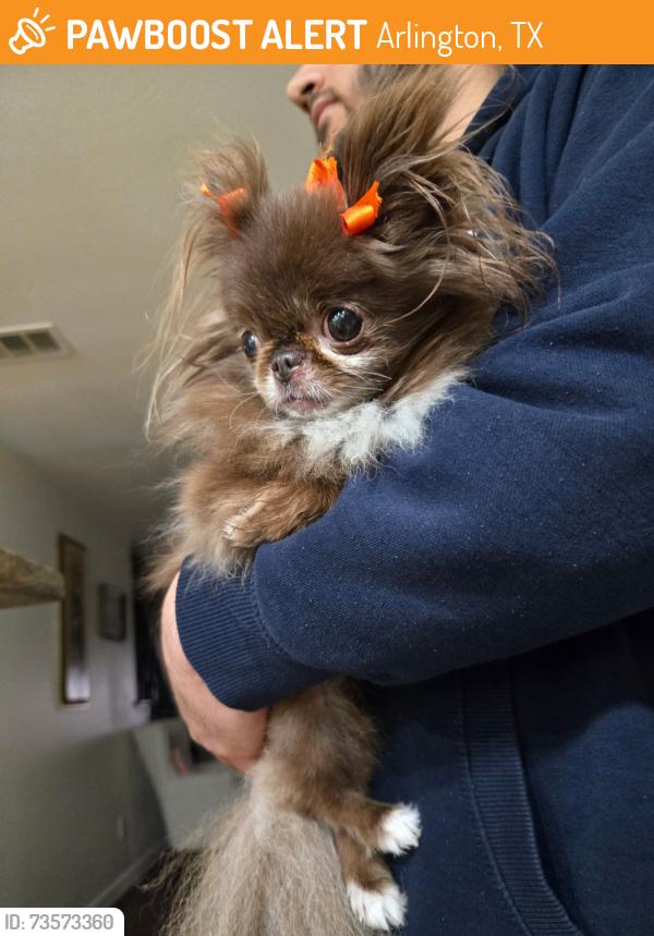 Found/Stray Female Dog last seen Indian hill dr, Arlington, TX 76012