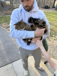 Lost Female Cat last seen W county line rd and Clairmont, Clairmont Dr, MI 48430