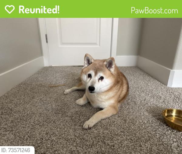 Reunited Female Dog last seen Pleasant Grove Community Church — Fiddyment & Pleasant Grove Blvd., Roseville, CA 95747