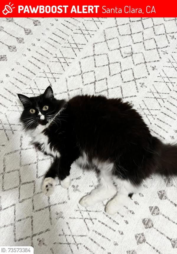 Lost Female Cat last seen Safeway San jose, Santa Clara, CA 95051