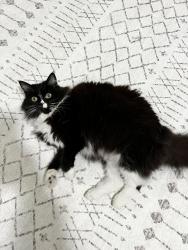Lost Female Cat last seen Safeway San jose, Santa Clara, CA 95051