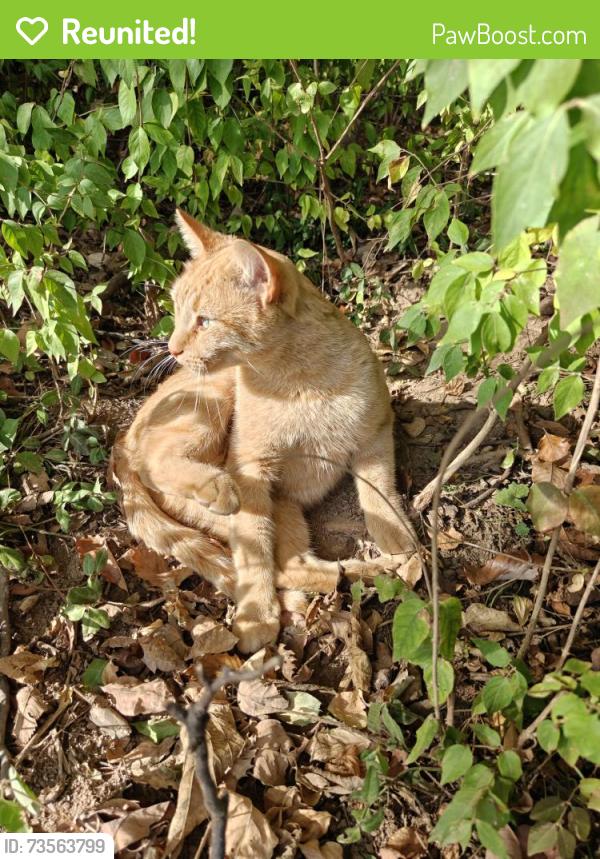 Reunited Male Cat last seen Woods by Simpsonville Elementary, Shelbyville, KY 40065