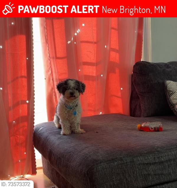 Lost Female Dog last seen 1390CessnaDr New brighton, New Brighton, MN 55112