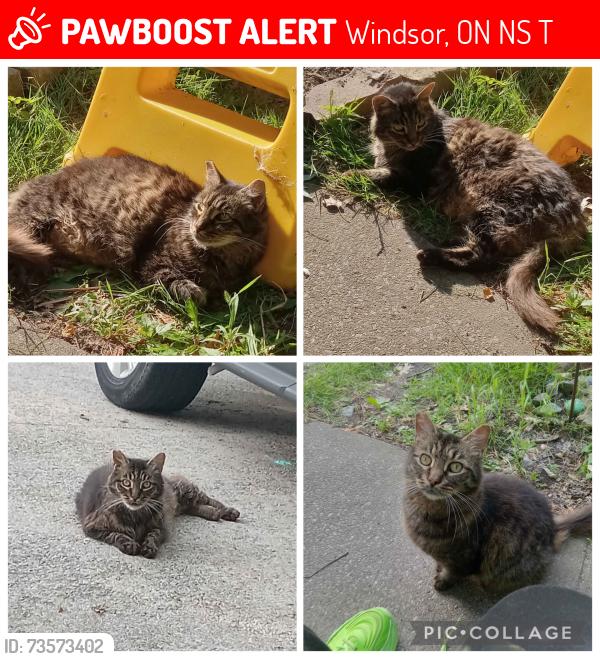 Lost Male Cat last seen Issac and Wyandotte, Windsor, ON N8S 1T8